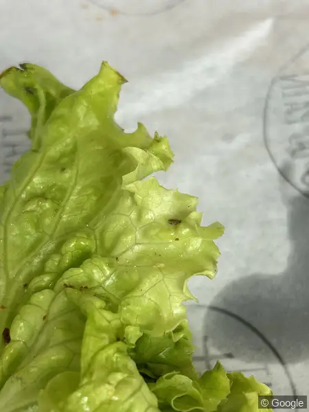 Photo 3 de BOULANGERIE PATISSERIE SAINTE CLAIRE, boulangerie à Limoges